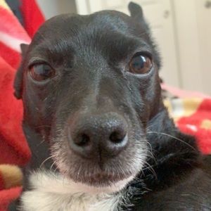 Meet your Posher, Brody